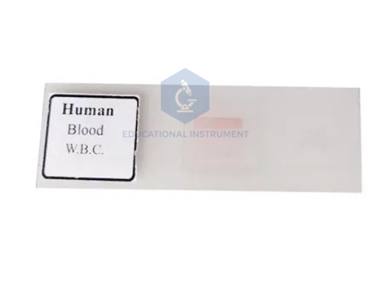 Human Blood W.B.C Slide